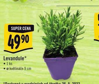 Albert Levandule nabídka