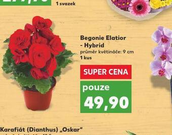 Kaufland Begonie elatior - hybrid nabídka