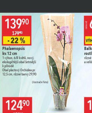 Globus Orchidea - phalaenopsis nabídka
