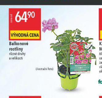 Globus Balkonové rostliny nabídka
