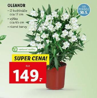 Lidl Oleandr nabídka