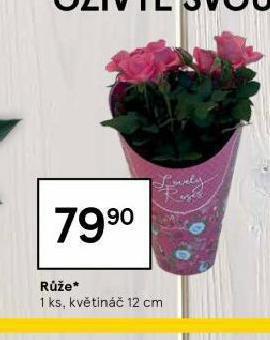 Tesco Růže nabídka