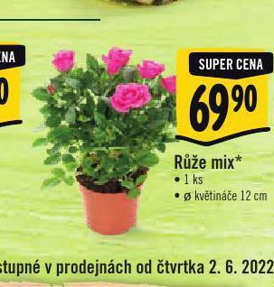 Albert Růže mix nabídka
