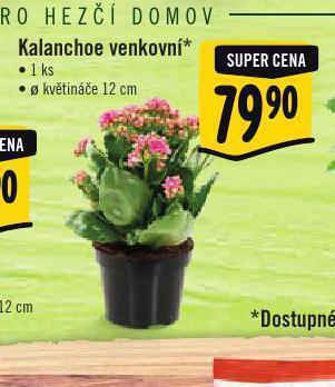 Albert Kalanchoe venkovní nabídka