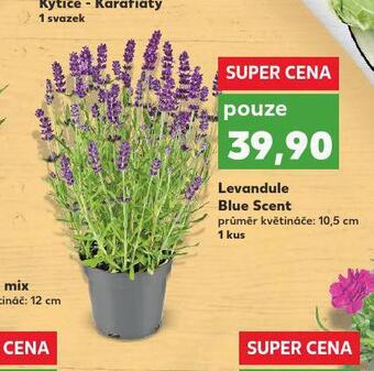 Kaufland Levandule nabídka