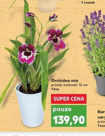 Kaufland Orchidea mix nabídka