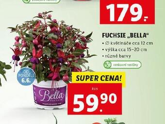 Lidl Fuchsie bella nabídka