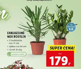 Lidl Exkluzivní mix rostlin nabídka