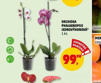 Orchidea - phalaenopsis