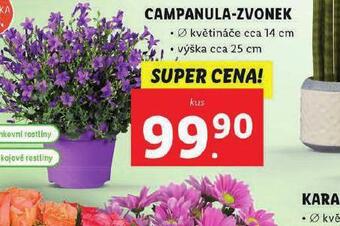 Lidl Campanula-zvonek nabídka