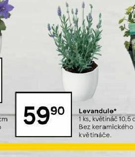 Tesco Levandule nabídka