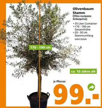 Globus Baumarkt Olivenbaum Stamm Angebot