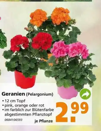 Globus Baumarkt Geranien Angebot