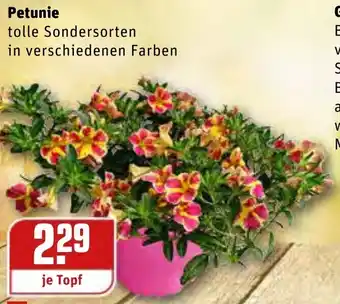 REWE Petunie Angebot