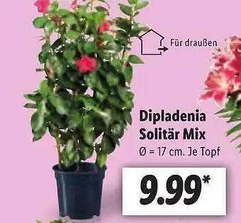 Lidl Dipladenia Solitär Mix Angebot