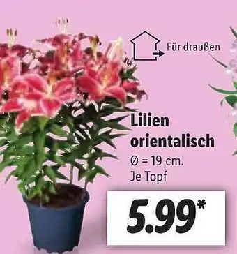 Lidl Lilien Orientalisch Angebot