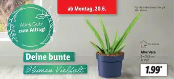 Lidl Aloe Vera Angebot
