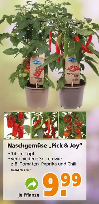 Globus Baumarkt Naschgemüse ,,Pick & Joy" Angebot