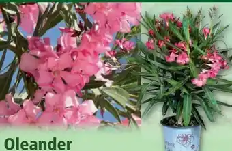 Norma Oleander Angebot