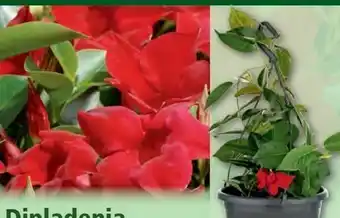 Norma Dipladenia Angebot