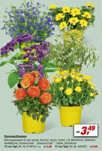 toom Baumarkt Sommerblumen 13cm Topf Angebot