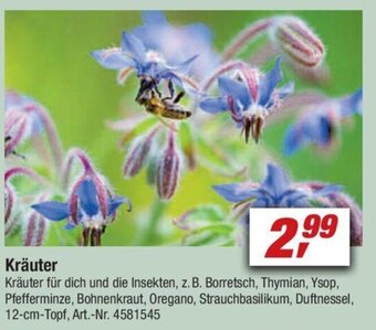 toom Baumarkt Kräuter Angebot