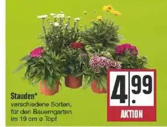 Edeka Stauden Angebot