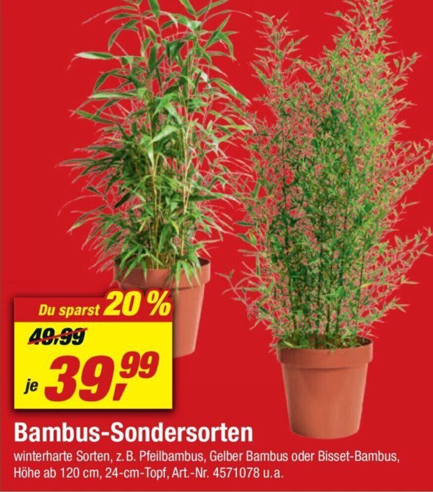 sichtschutz bambus braun Sichtschutz Bambus verschiedene Größen – UNUS