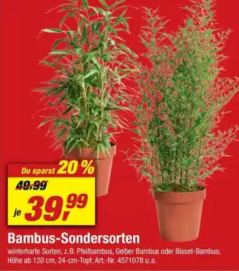 toom Baumarkt Bambus Sondersorten Angebot