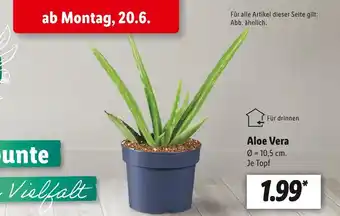 Lidl Aloe vera Angebot