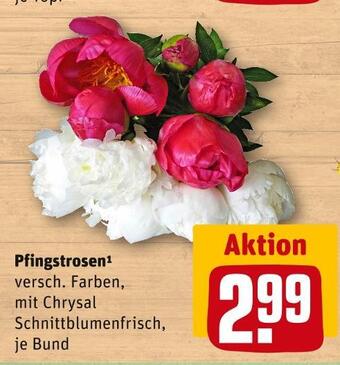 REWE Pfingstrosen Angebot