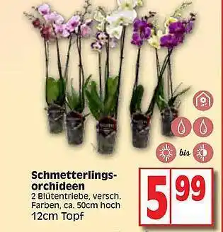 Edeka Schmetterlings Orchideen Angebot