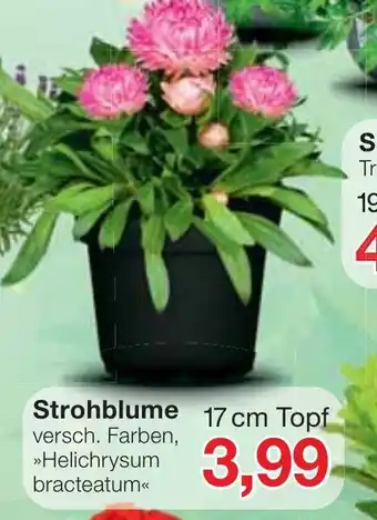 Jawoll Strohblume Angebot