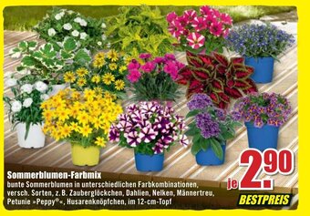 B1 Discount Baumarkt Sommerblumen Farbmix Angebot