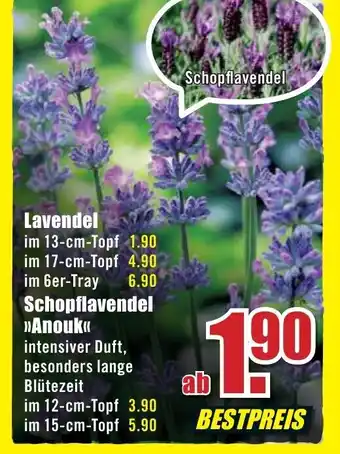 B1 Discount Baumarkt Lavendel Angebot