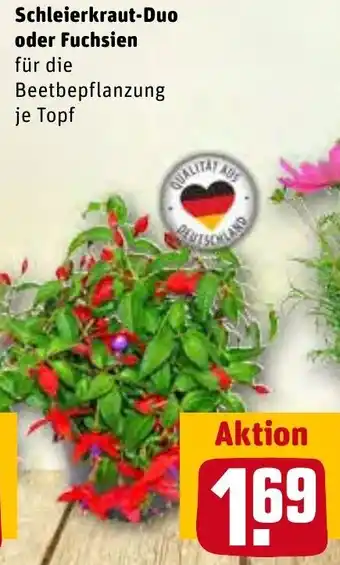 REWE Schleierkraut Duo oder Fuchsien Angebot