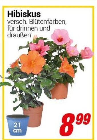 CENTERSHOP Hibiskus Angebot