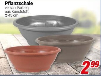 CENTERSHOP Pflanzschale Angebot