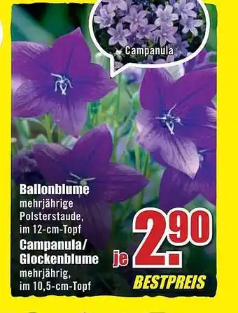 B1 Discount Baumarkt Ballonblume Oder Campanula Oder Glockenblume Angebot