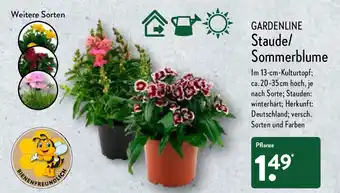 Aldi Nord Gardenline Staude/Sommerblume Angebot