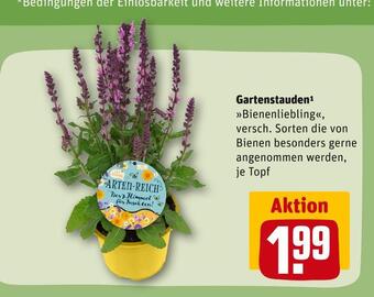REWE Gartenstauden Angebot