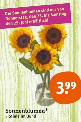 tegut Sonnenblumen Angebot