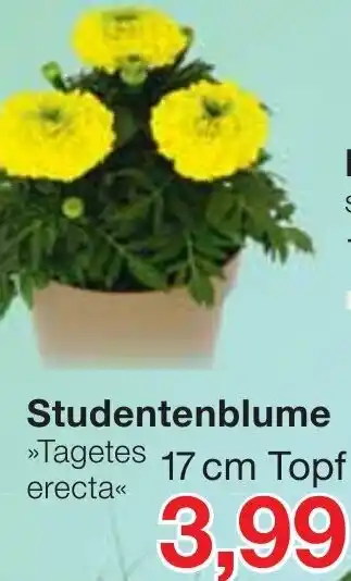 Jawoll Studentenblume ,,Tagetes erecta" 17 cm Topf Angebot