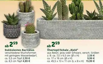 Pflanzen Kölle Sukkulenten Raritäten übertopf-schale „kjeld” Angebot