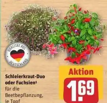 REWE Schleierkraut-duo Oder Fuchsien Angebot