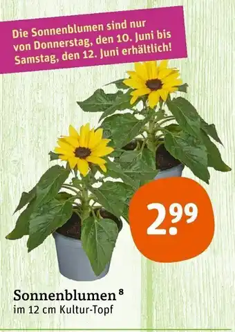 tegut Sonnenblumen Angebot