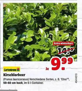 Hagebau Gartenkrone Kirschlorbeer Angebot