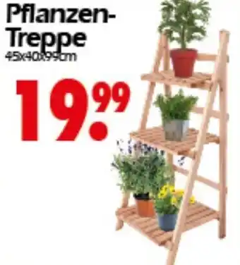 Wreesmann Pflanzen Treppe Angebot