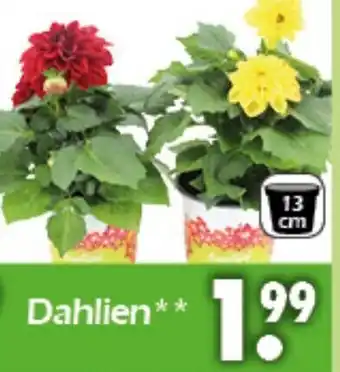 Wreesmann Dahlien Angebot