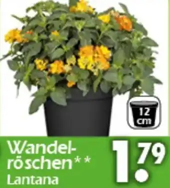 Wreesmann Wandelröschen Lantana Angebot